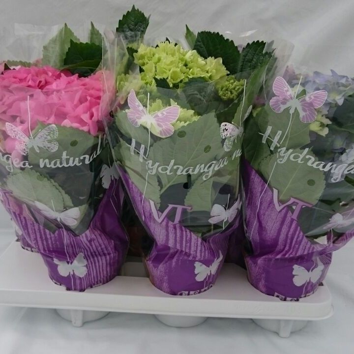 Tilburg, Mts. Van Hydrangea macr. mix 4/6 kop Pack of 6