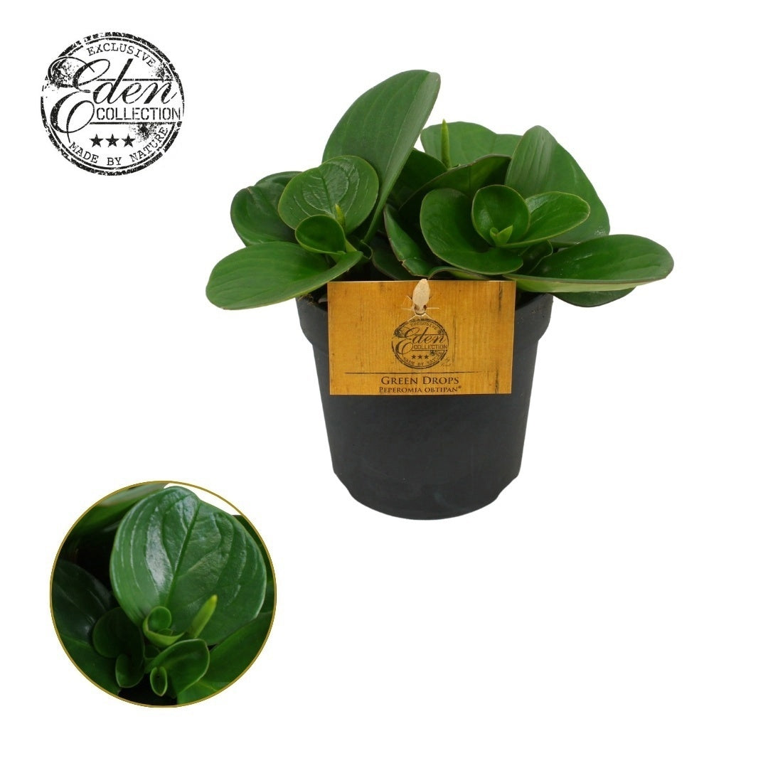Peperomia obt. Obtipan 15cm 510cm Pot