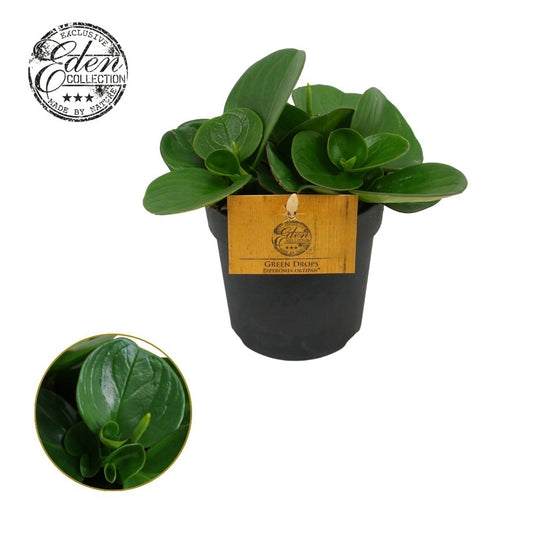 Peperomia obt. Obtipan 15cm 510cm Pot