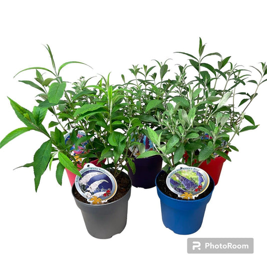 Buddleja davidii mix 50cm 19cm Pot