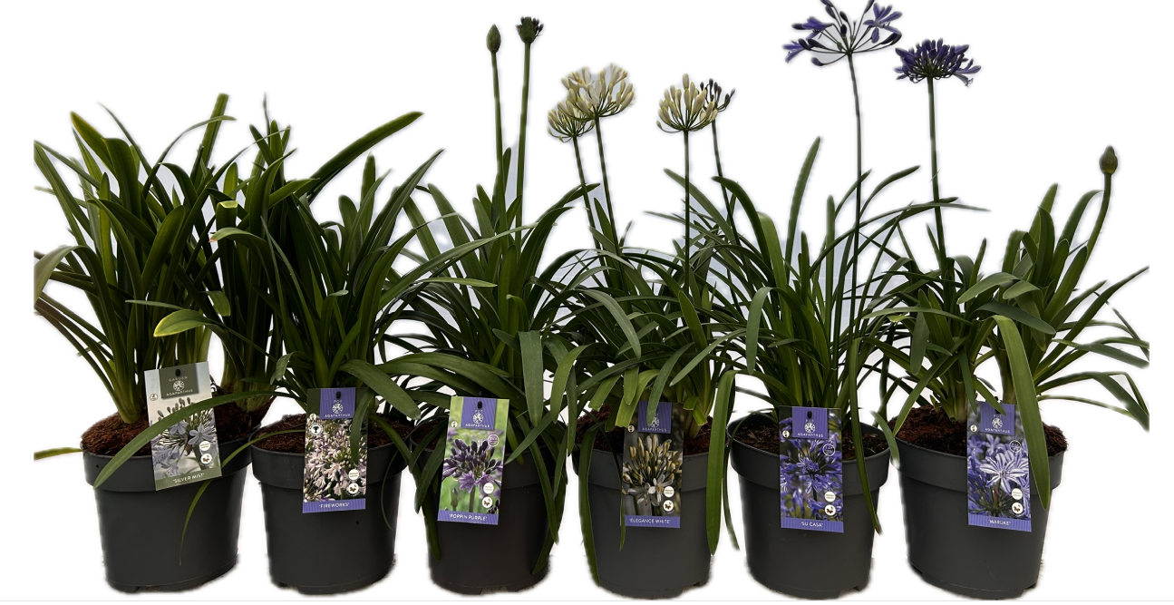 Agapanthus africanus 612cm 22cm Pot