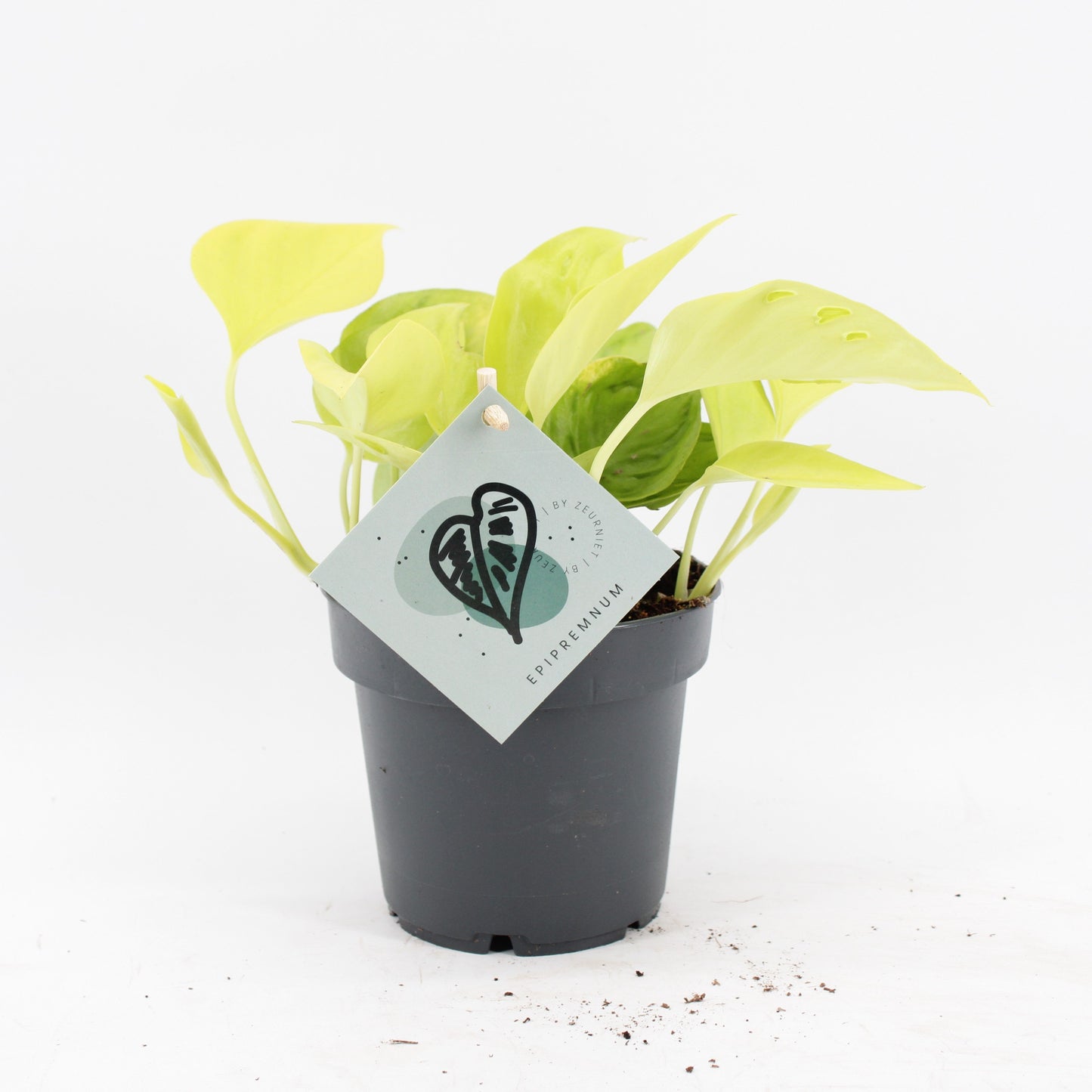 Epipremnum 25cm 12cm Pot
