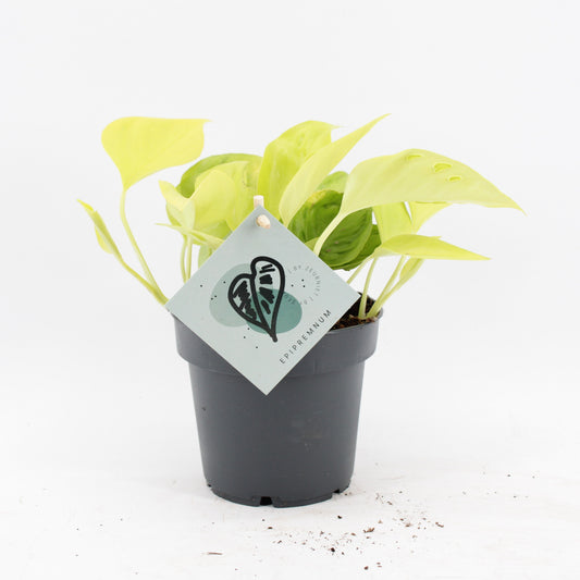 Epipremnum 25cm 12cm Pot