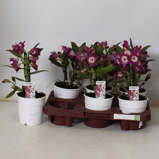Dendrobium nobile 30cm 12cm Pot