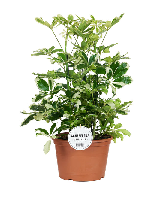 Schefflera arb. Charlotte 50cm 21cm Pot