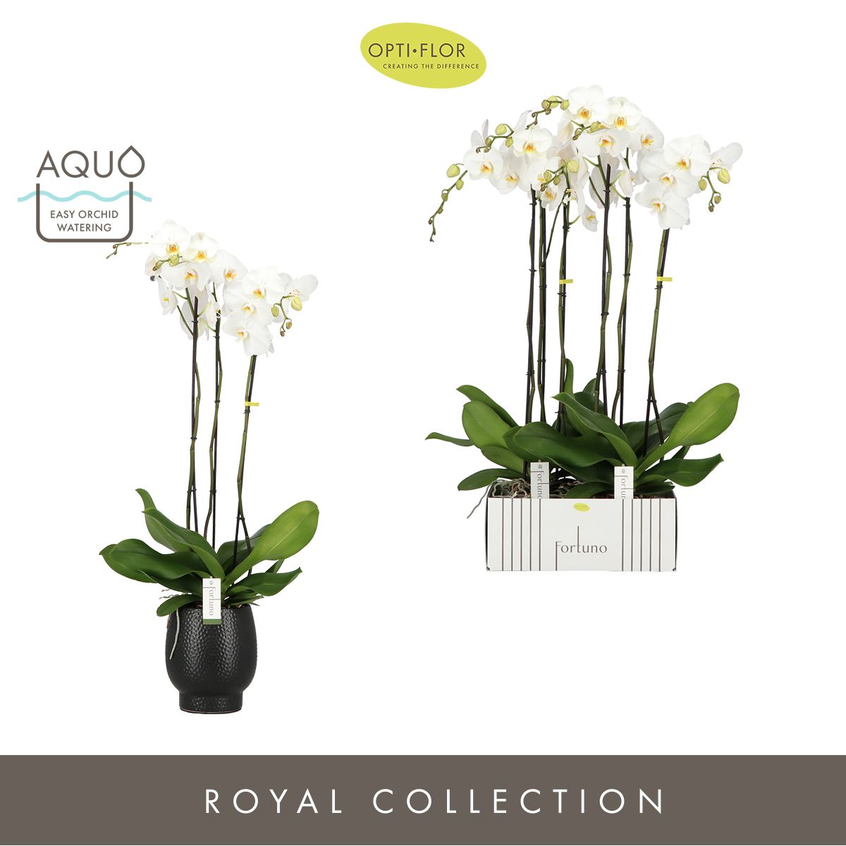 Phalaenopsis Fortuna Alto in Abruzzo pot 110cm 17cm Pot
