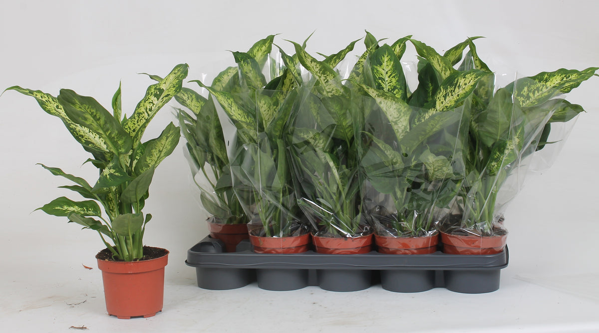 Dieffenbachia Compacta 40cm 12cm Pot