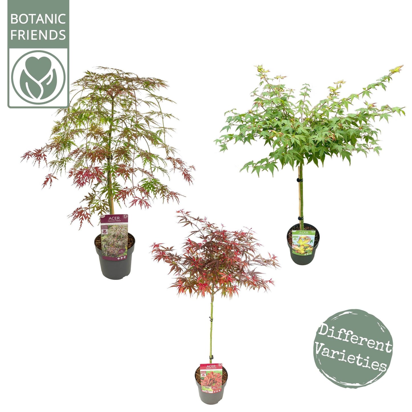Acer palmatum standard mix 80cm 19cm Pot