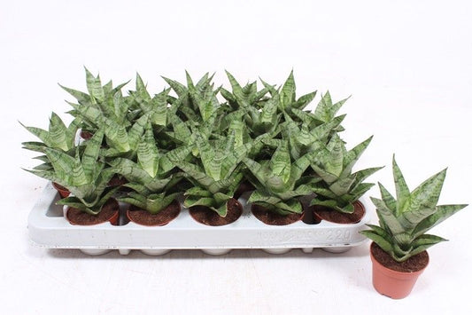 Sansevieria Tough Lady 15cm 6cm Pot