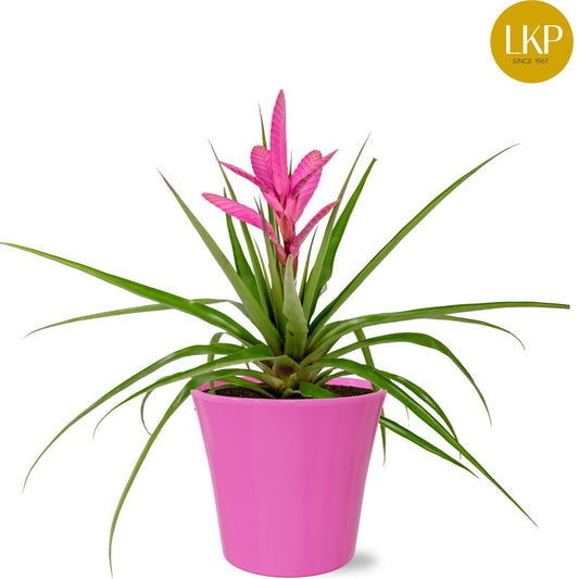 Tillandsia Antonio (+ drp.ceramic) 45cm 13cm Pot