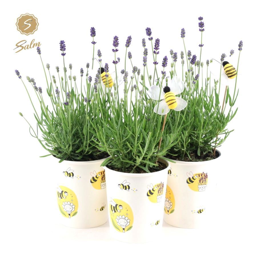 Lavandula ang. Felice in bee cup 28cm 13cm Pot