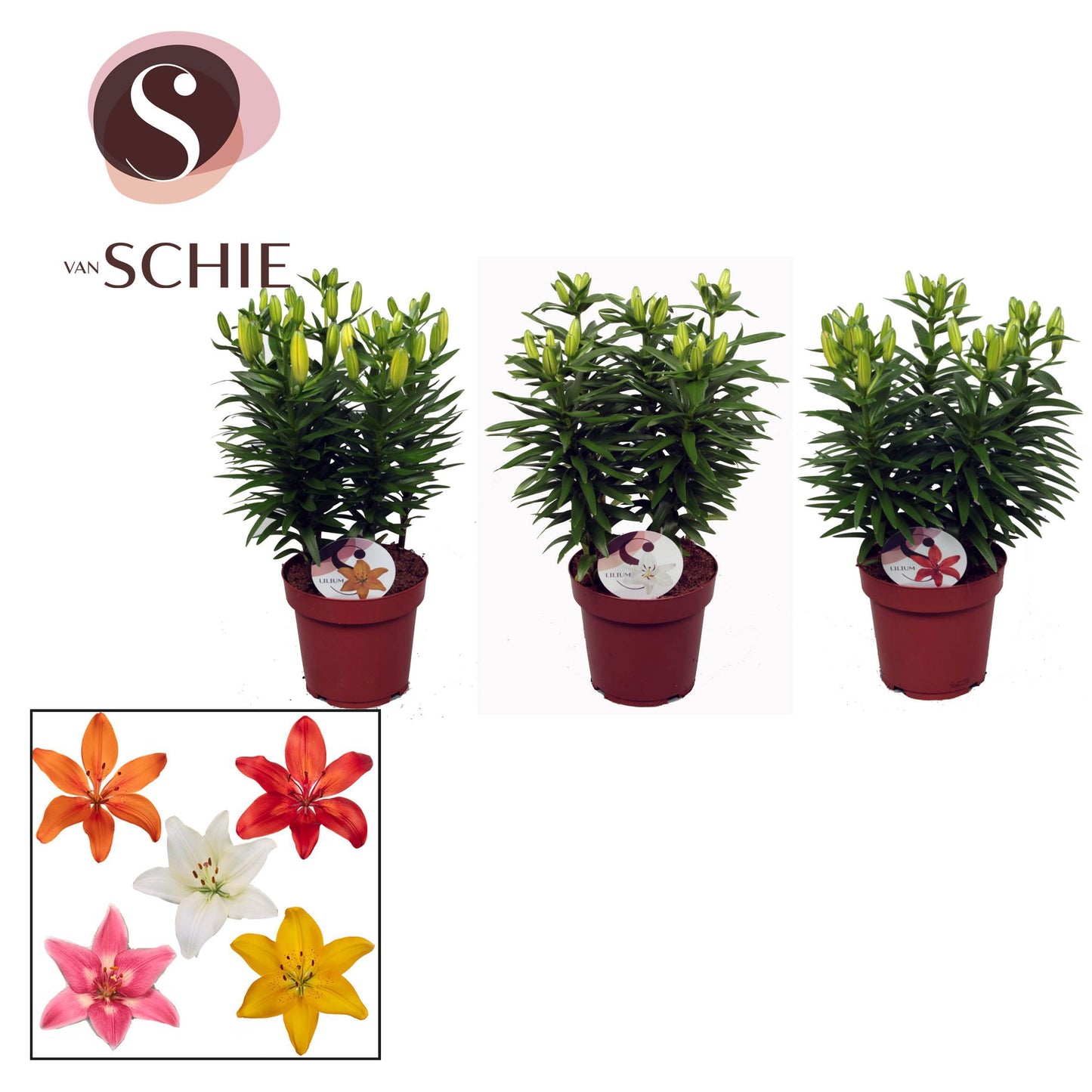 Lilium Asiatic mix 40cm 19cm Pot