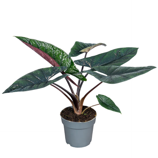 Alocasia Scalprum 40cm 14cm Pot