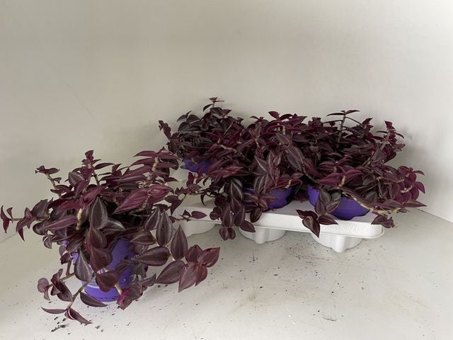 Tradescantia Purpusii 12cm Pot