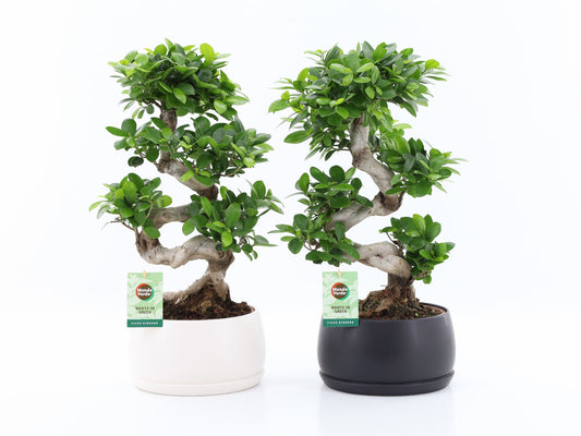 Ficus Ginseng 60cm 25cm Pot