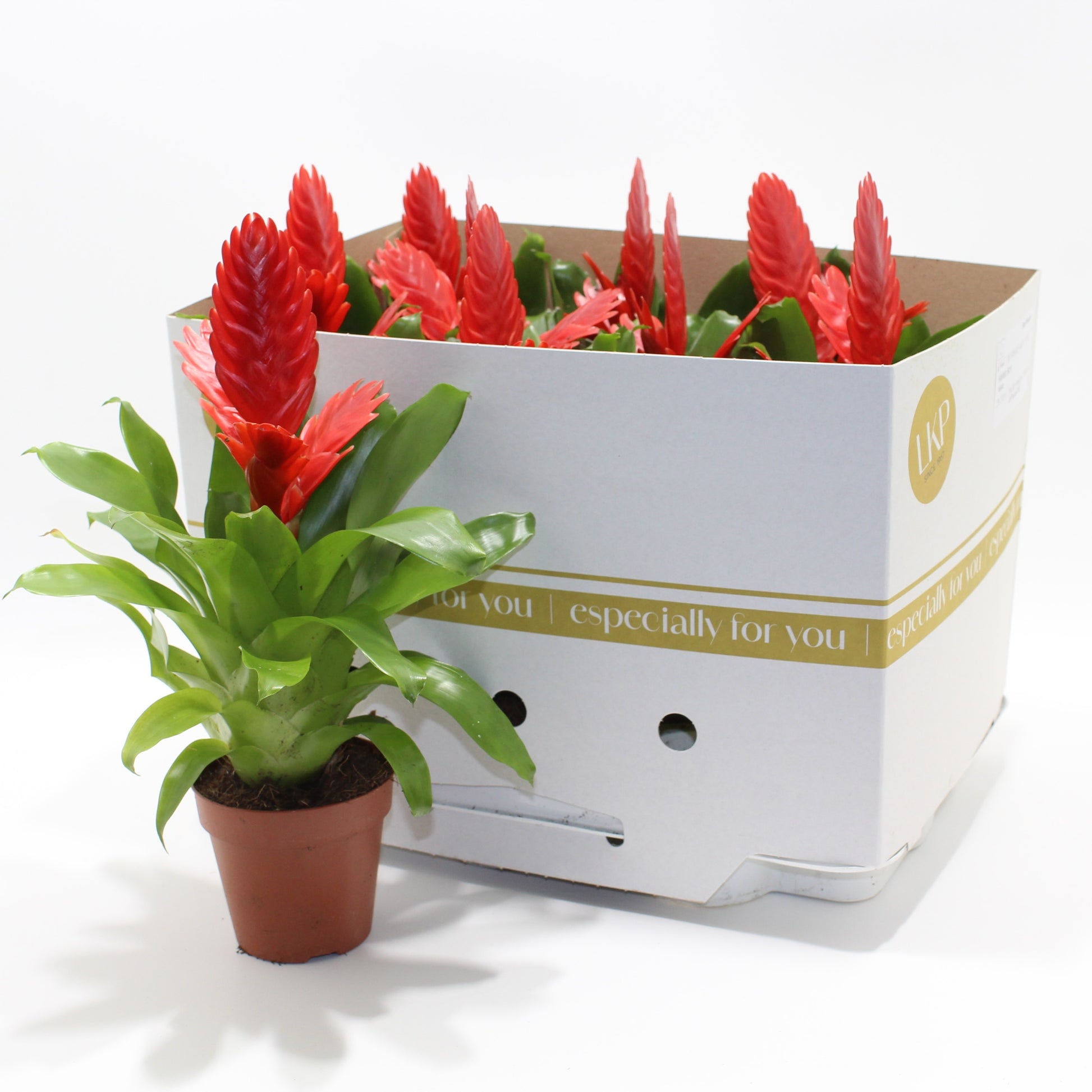 LKP plants Vriesea Kallisto Pack of 9