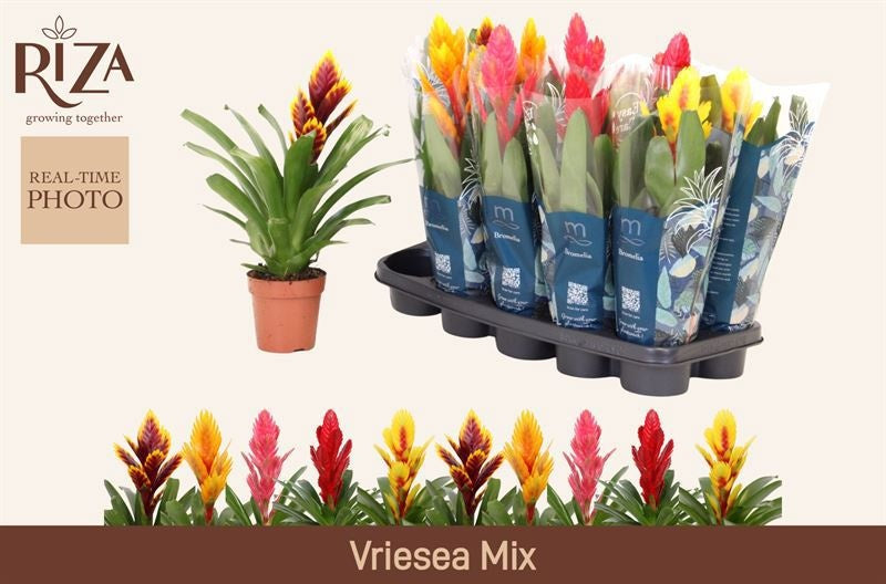 Vriesea mix 42cm 12cm Pot