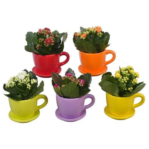 PTBTS3219 Arrangementen kamerplanten 14cm 10cm Pot
