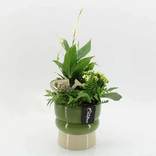arr. Kamerplanten ESCR-2619W 35cm 14cm Pot