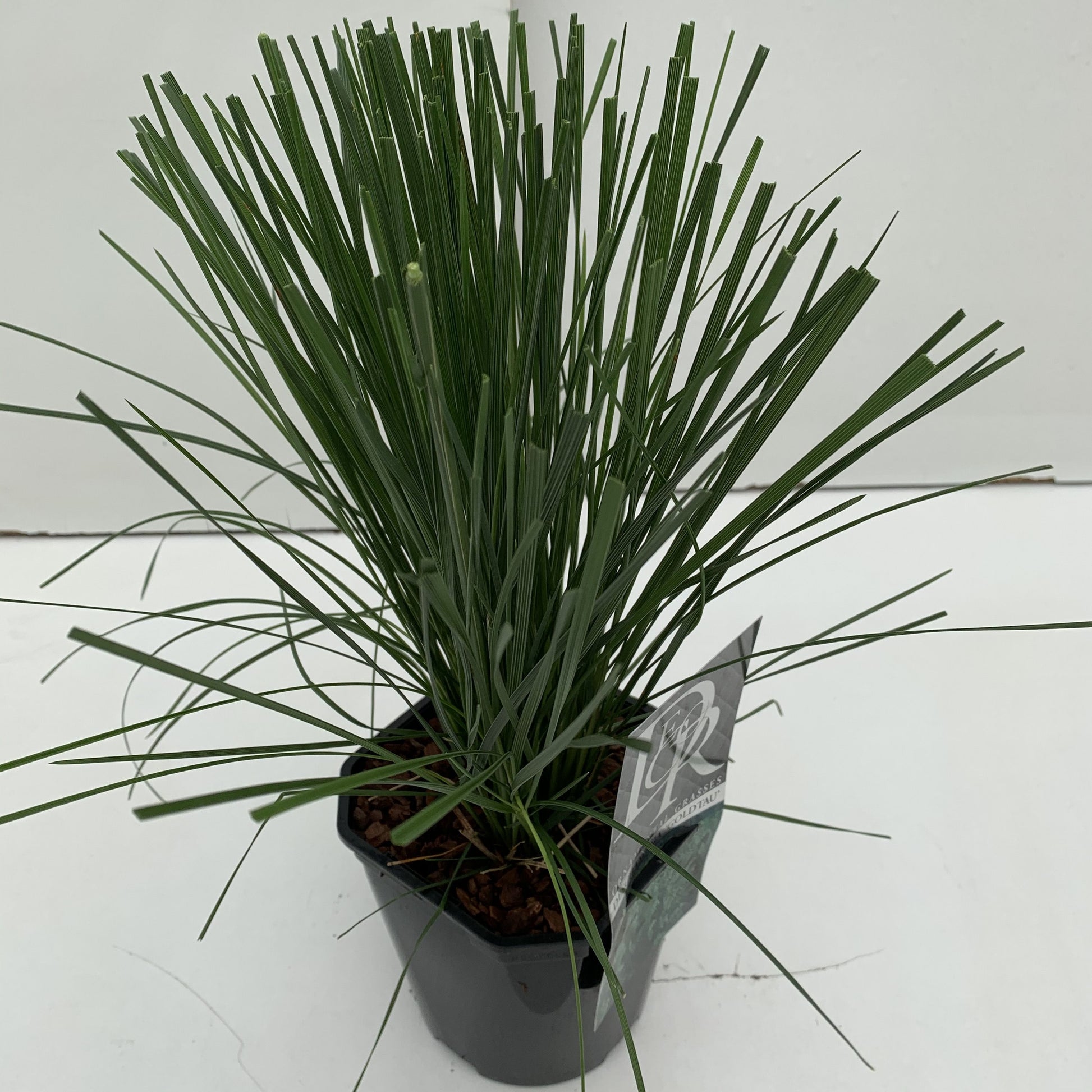 Deschampsia ces. Goldtau 30cm 17cm Pot