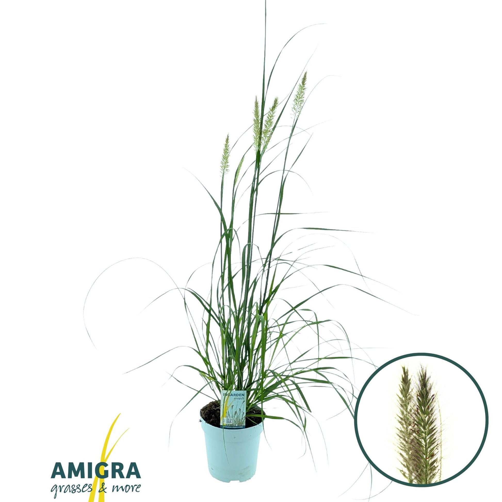 Pennisetum alop. Black Alvernee 100cm 17cm Pot