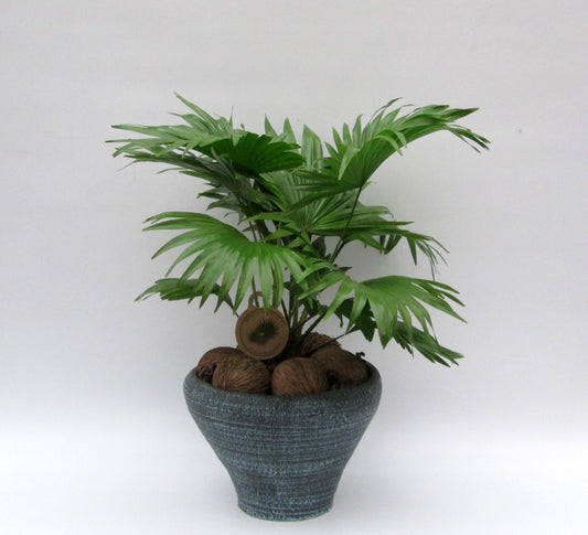 Livistona rotundifolia 50cm 26cm Pot