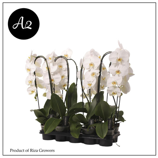 Phalaenopsis Tokyo 60cm 12cm Pot