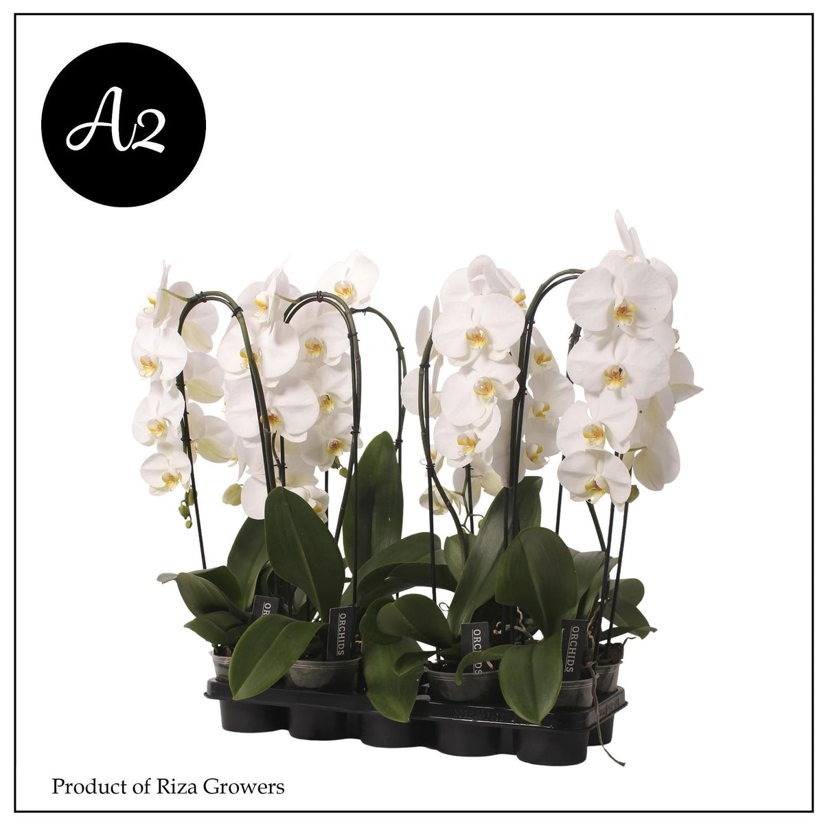 Phalaenopsis Tokyo 60cm 12cm Pot