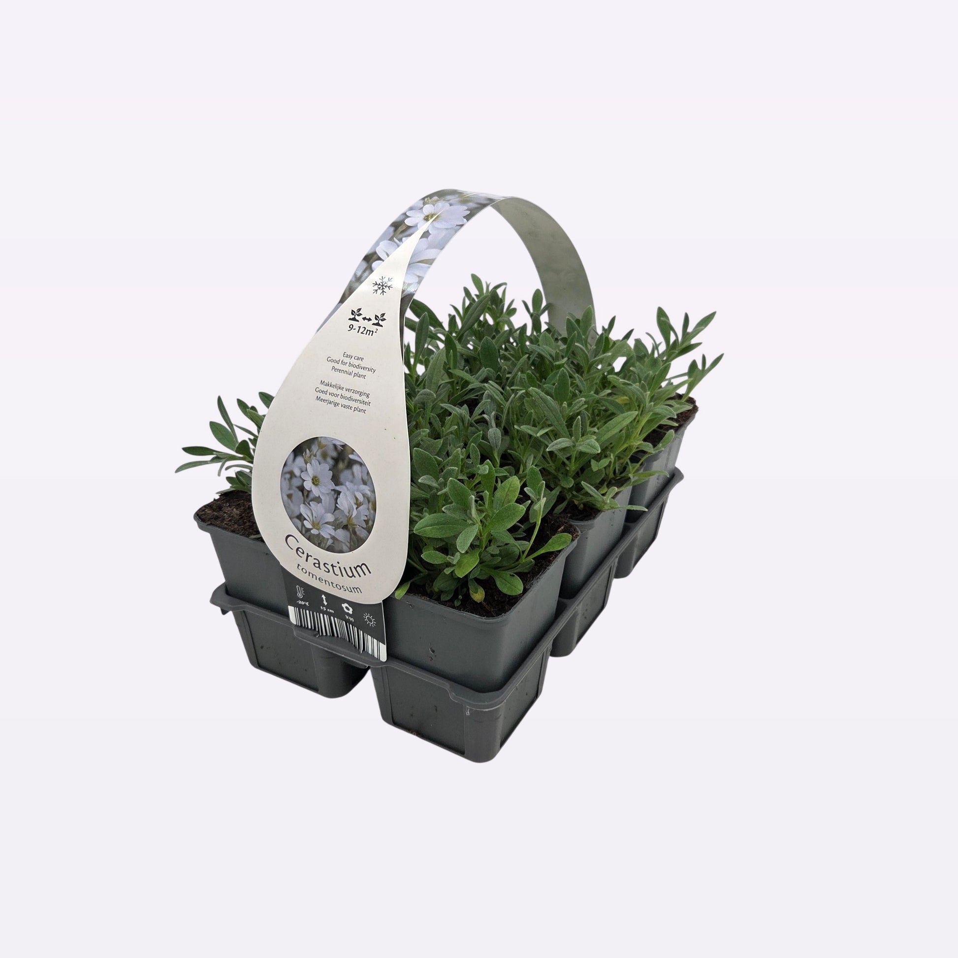 Cerastium tomentosum 10cm 9cm Pot