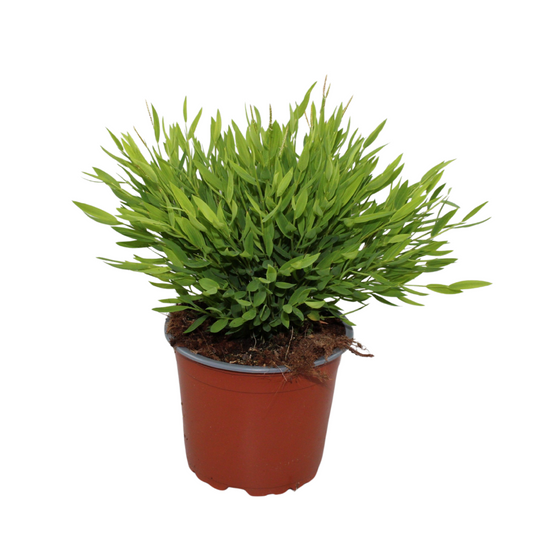 Pogonatherum Monica 30cm 12cm Pot