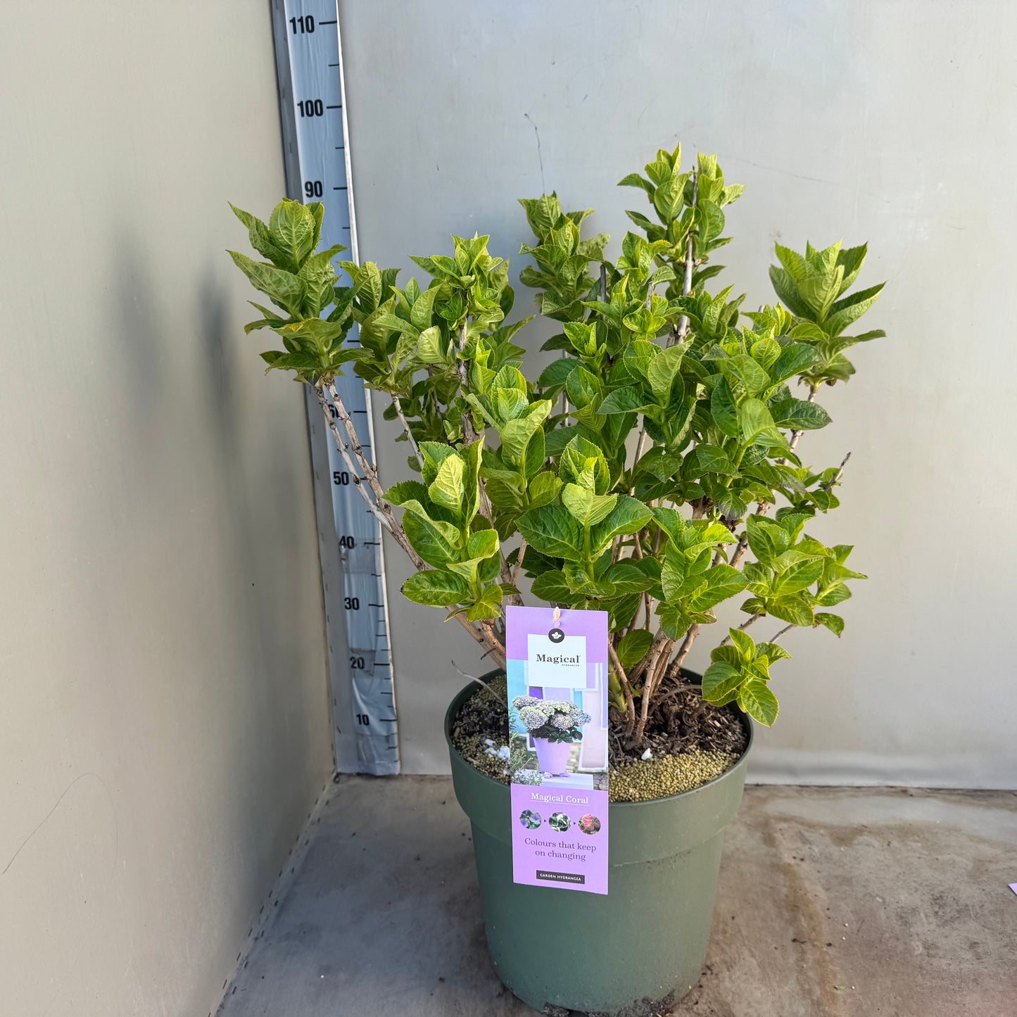 Hydrangea macr. Magical Coral 80cm 35cm Pot