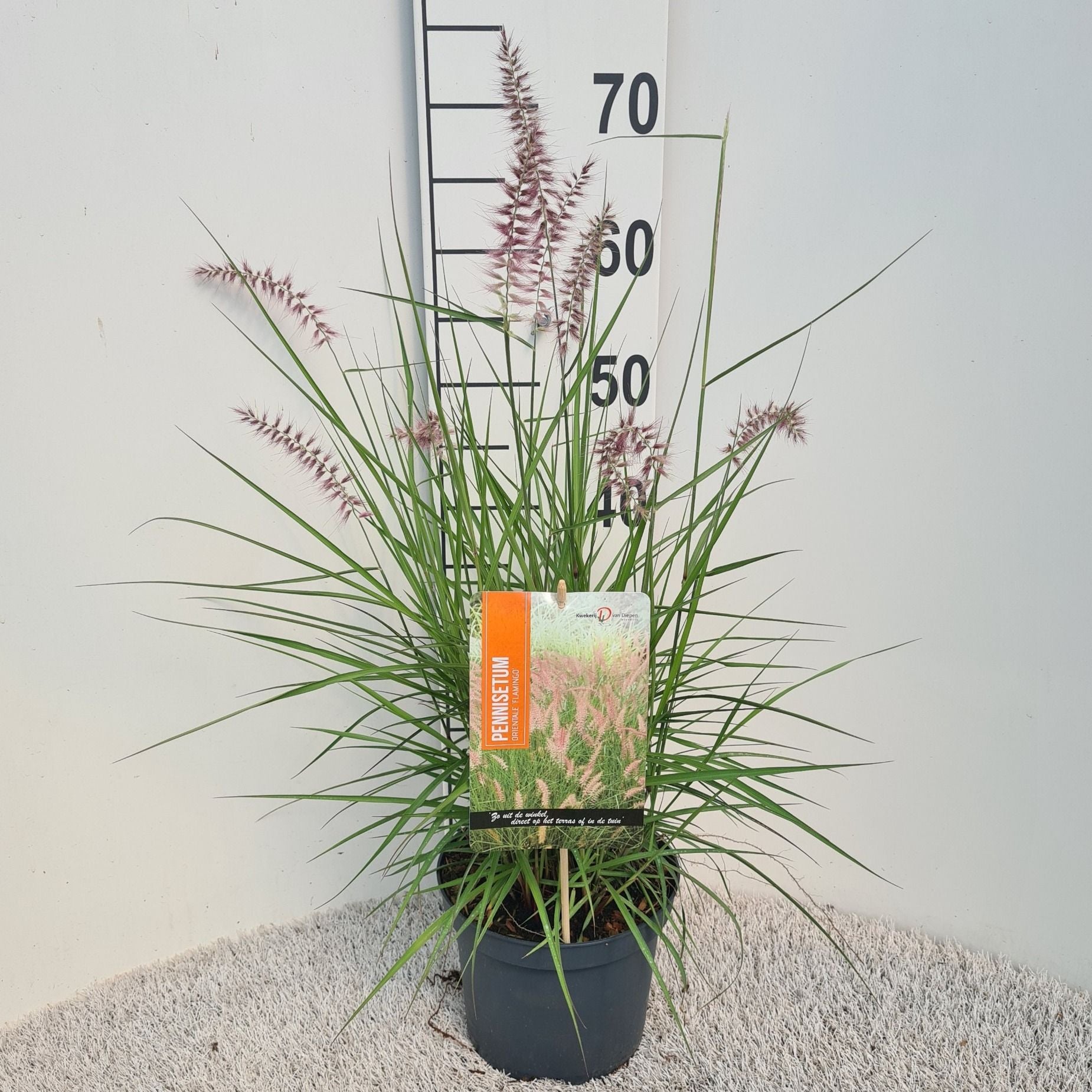 Pennisetum ori. Flamingo 50cm 19cm Pot
