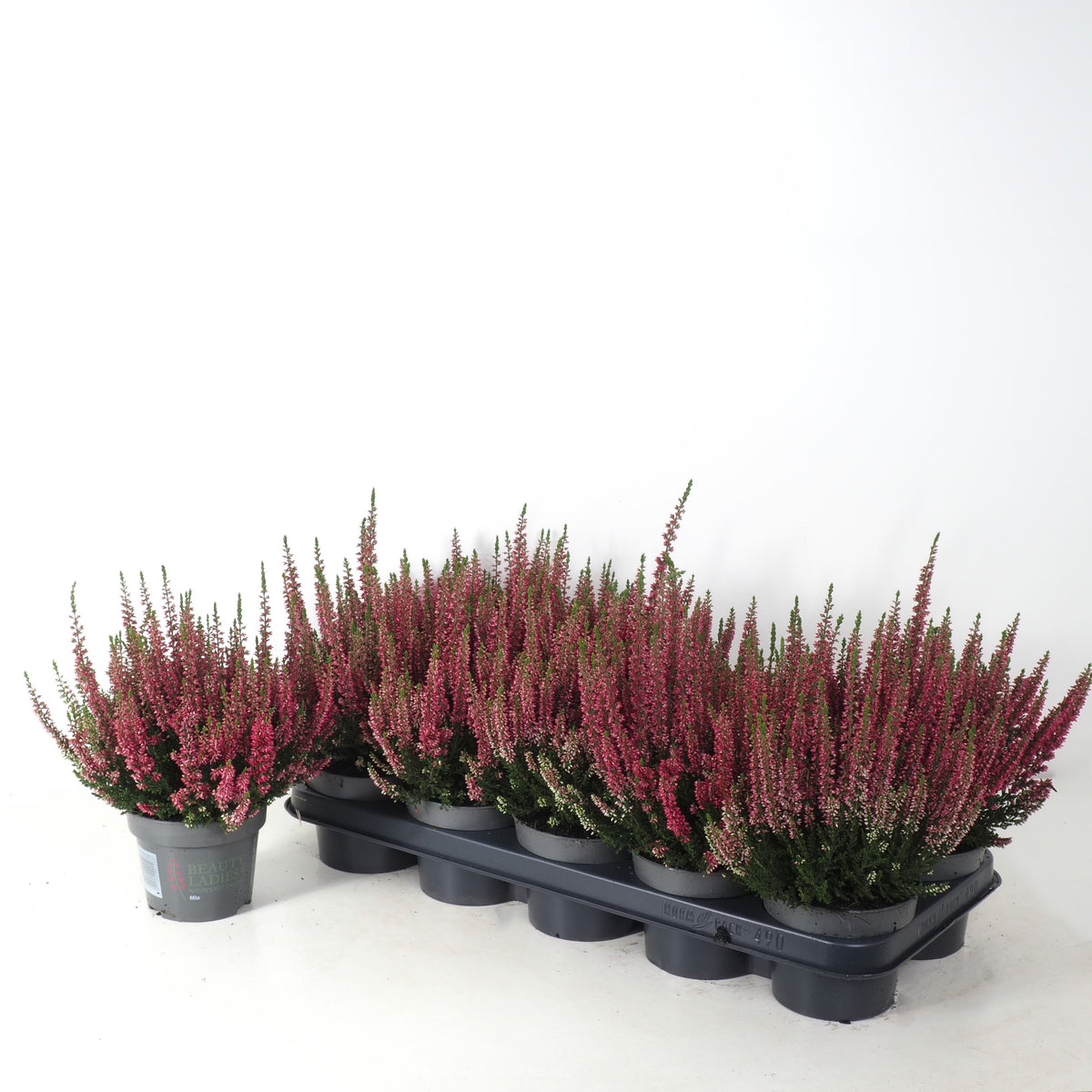 Calluna Beauty Ladies red 20cm 12cm Pot