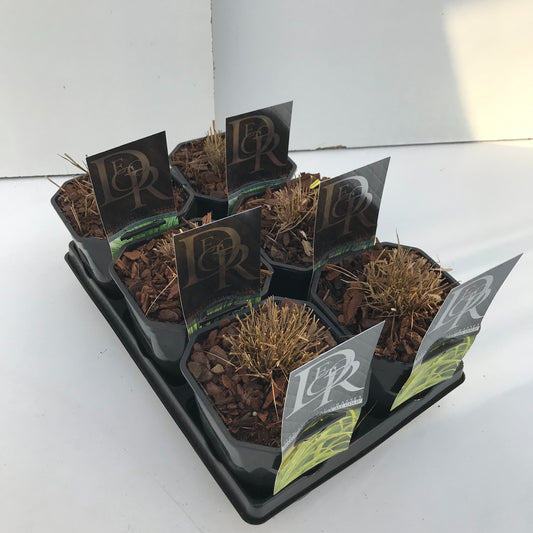 Hakonechloa macra mix in tray 25cm 17cm Pot