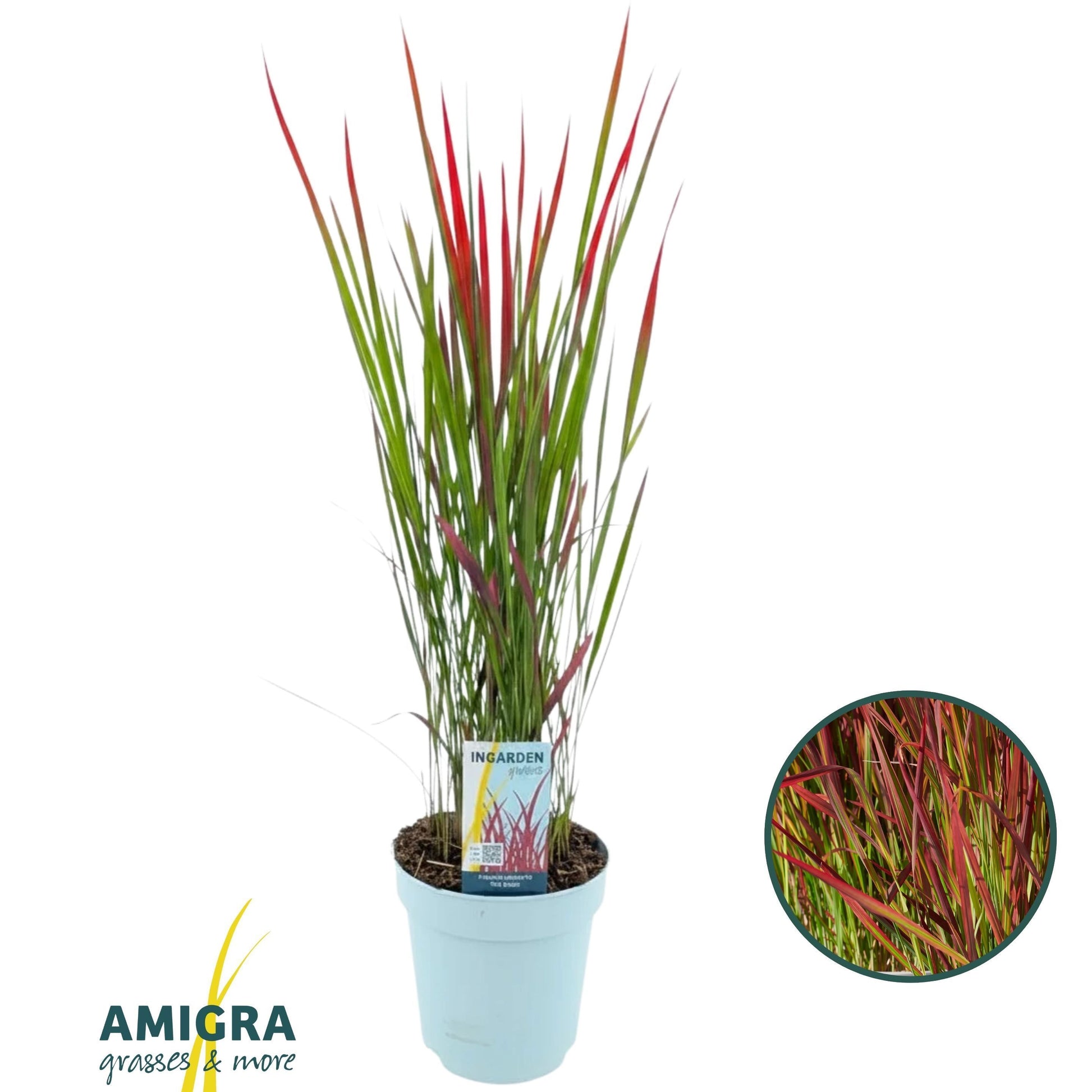 Imperata Red Baron 70cm 17cm Pot