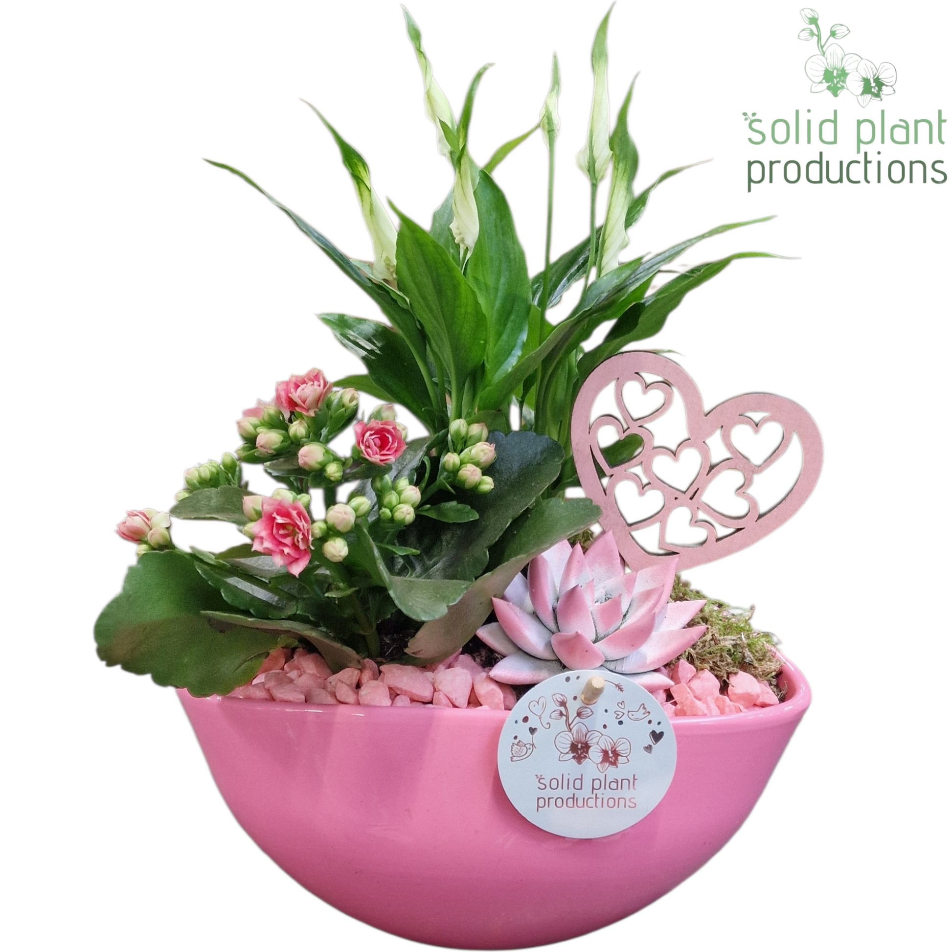 arr. Kamerplanten SE005 PV 35cm 22cm Pot