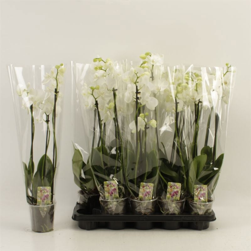 Phalaenopsis white 65cm 12cm Pot