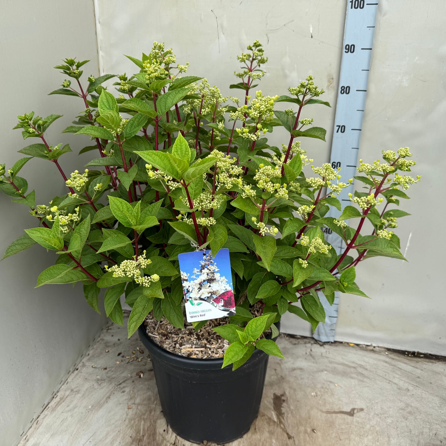Hydrangea paniculata 80cm 35cm Pot