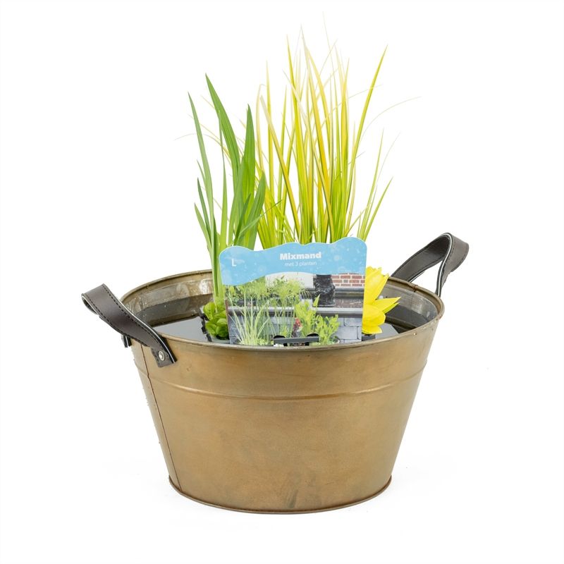 Water plant arrangement in zinc terrace vase 35cm 40cm Pot
