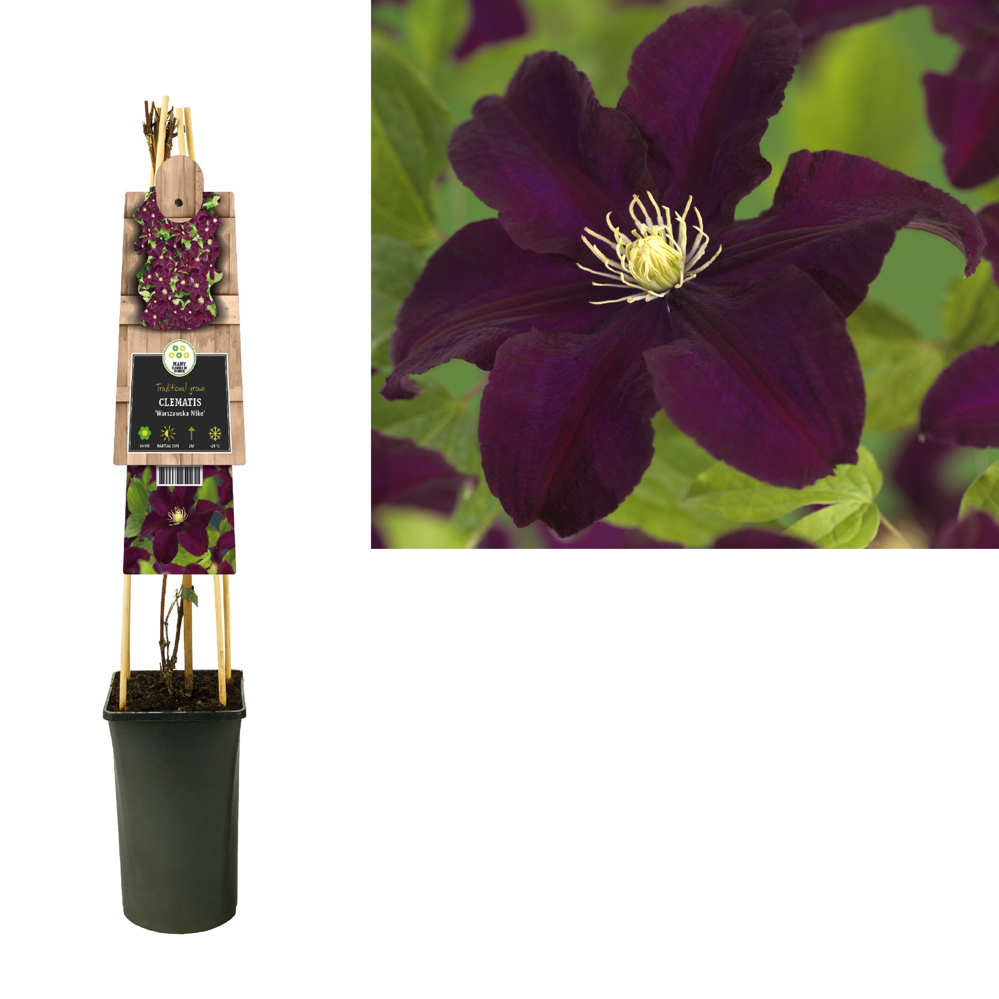 Clematis pat. Warszawska Nike 75cm 17cm Pot