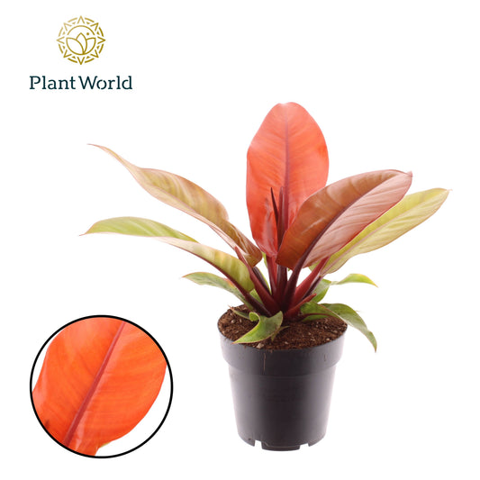 Philodendron Prince of Orange 35cm 14cm Pot