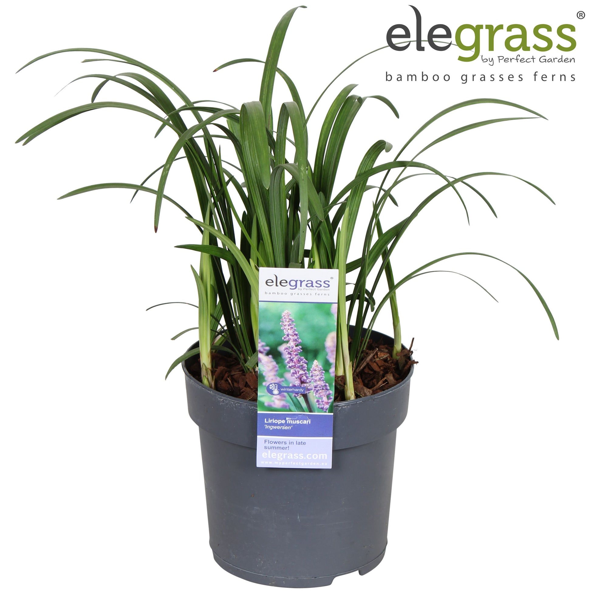 Liriope mus. Ingwersen 40cm 14cm Pot