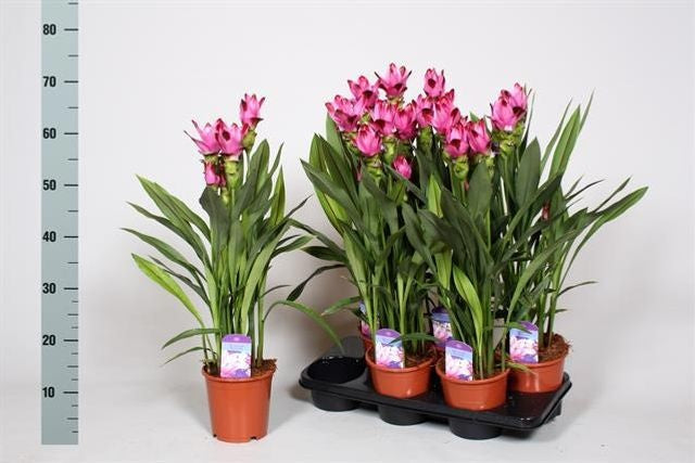 Curcuma Siam Splash 60cm 15cm Pot