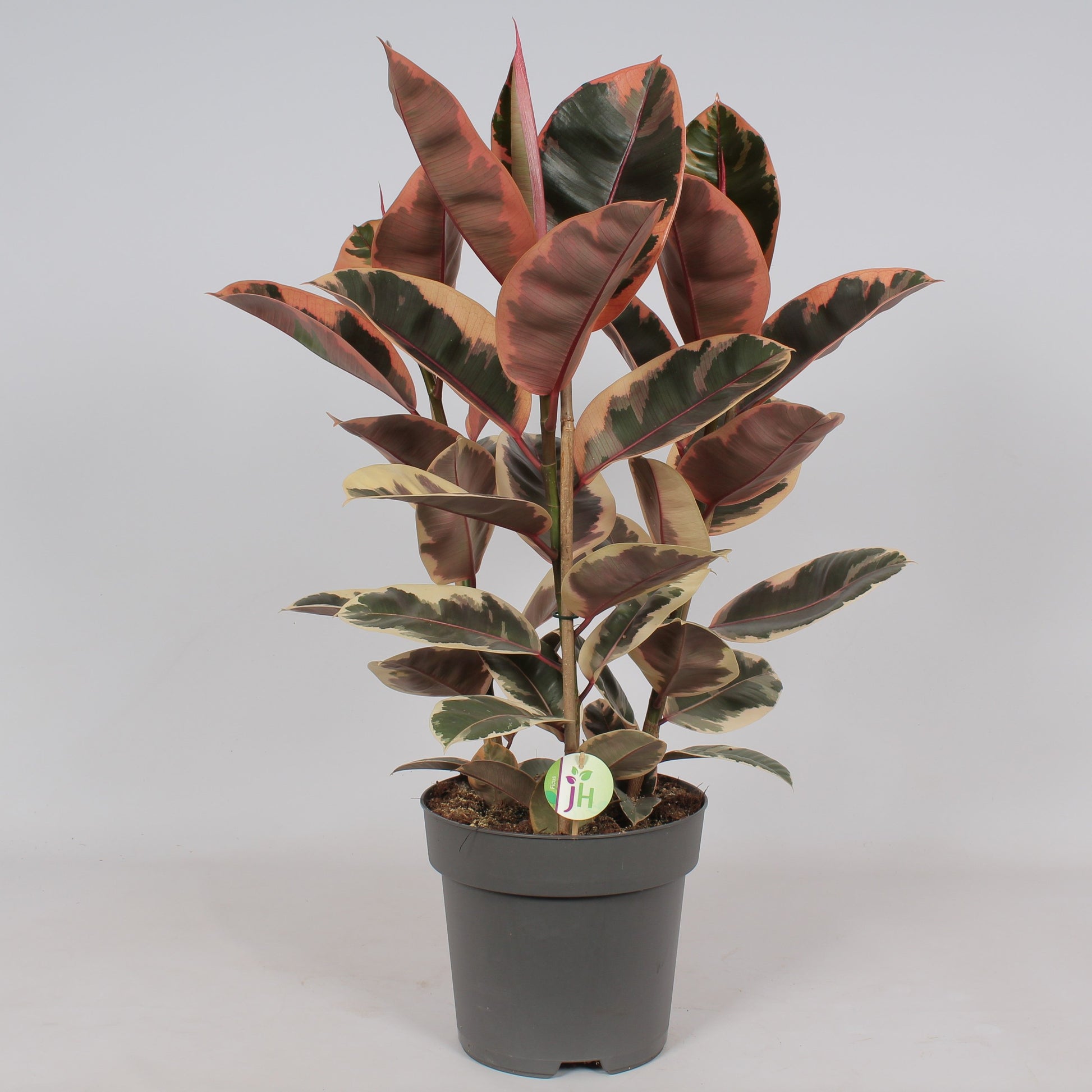 Heijnen Potplanten, J. Ficus el. Belize Pack of 1