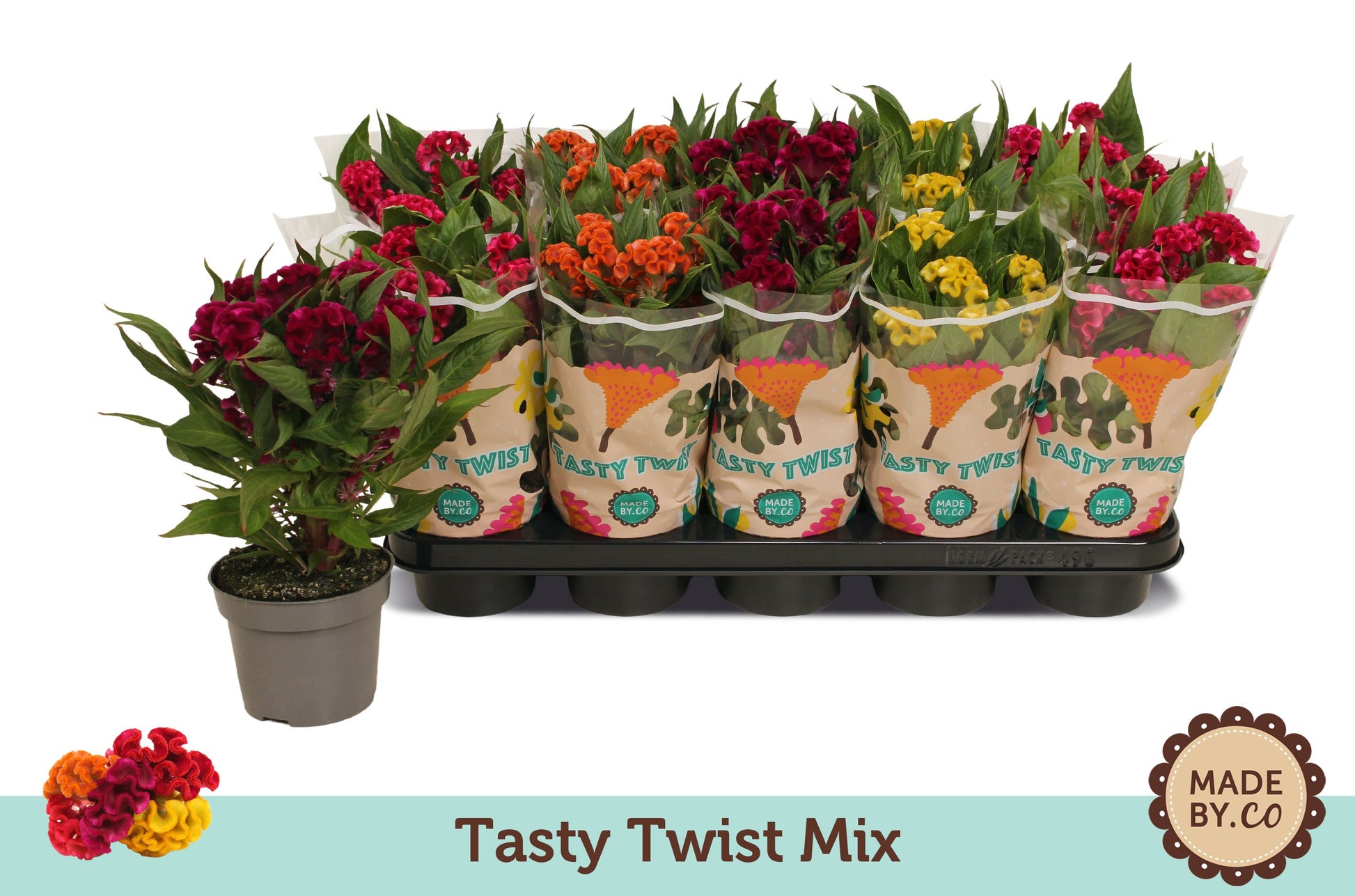 Celosia Twisted mix 30cm 12cm Pot