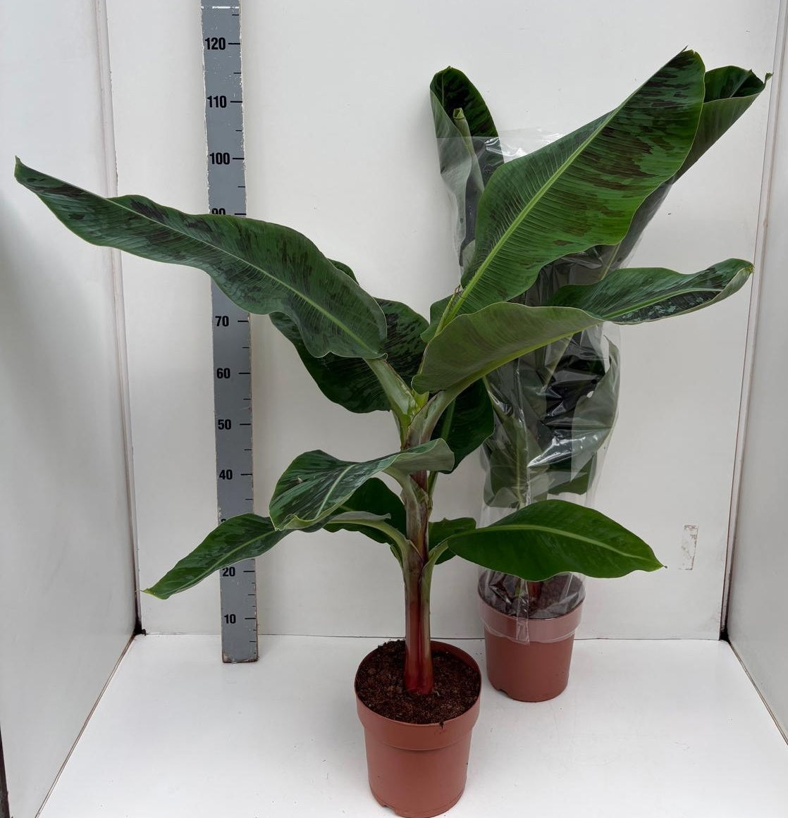 Musa Dwarf Cavendish 110cm 21cm Pot