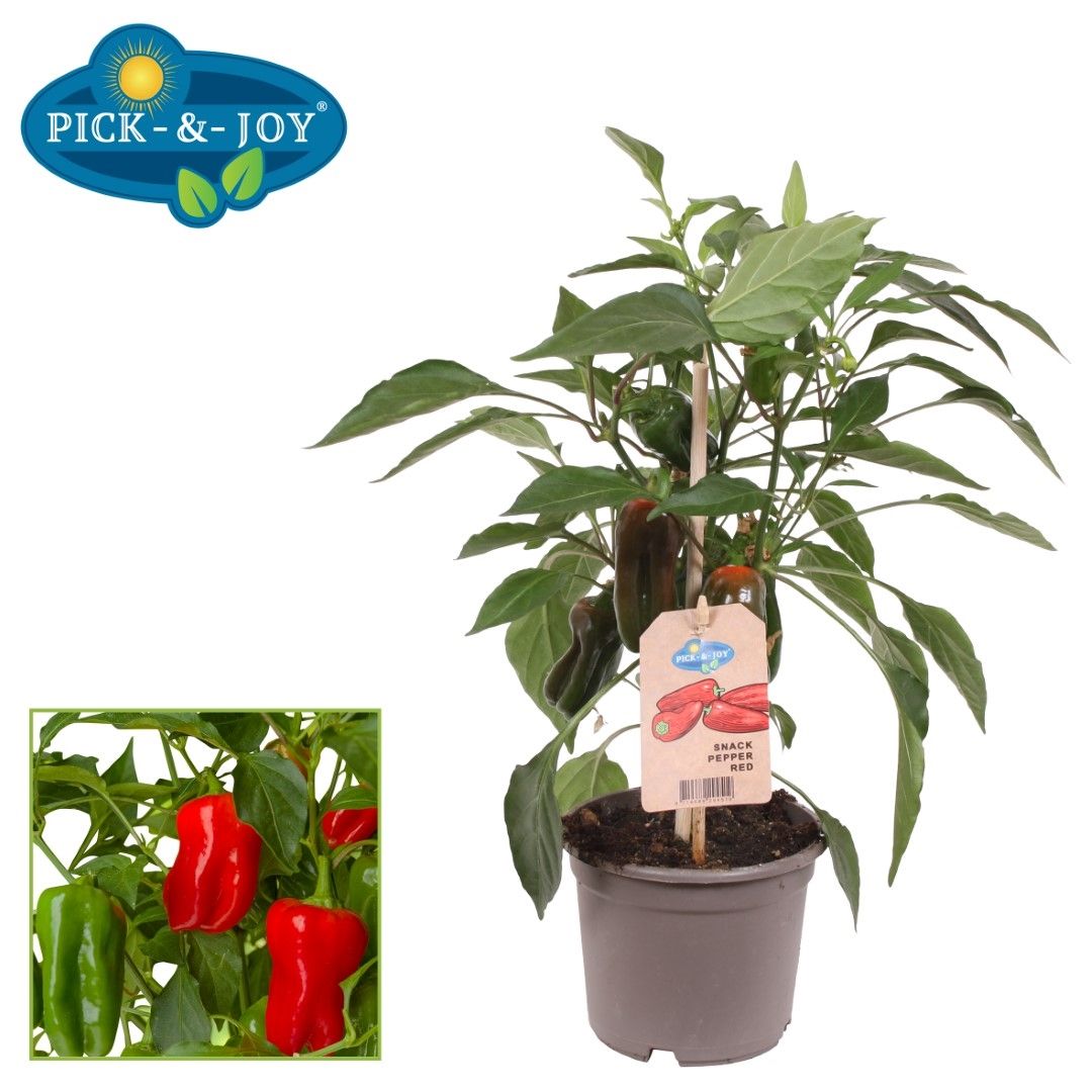 PICK&JOY Snack Pepper red 30cm 12cm Pot