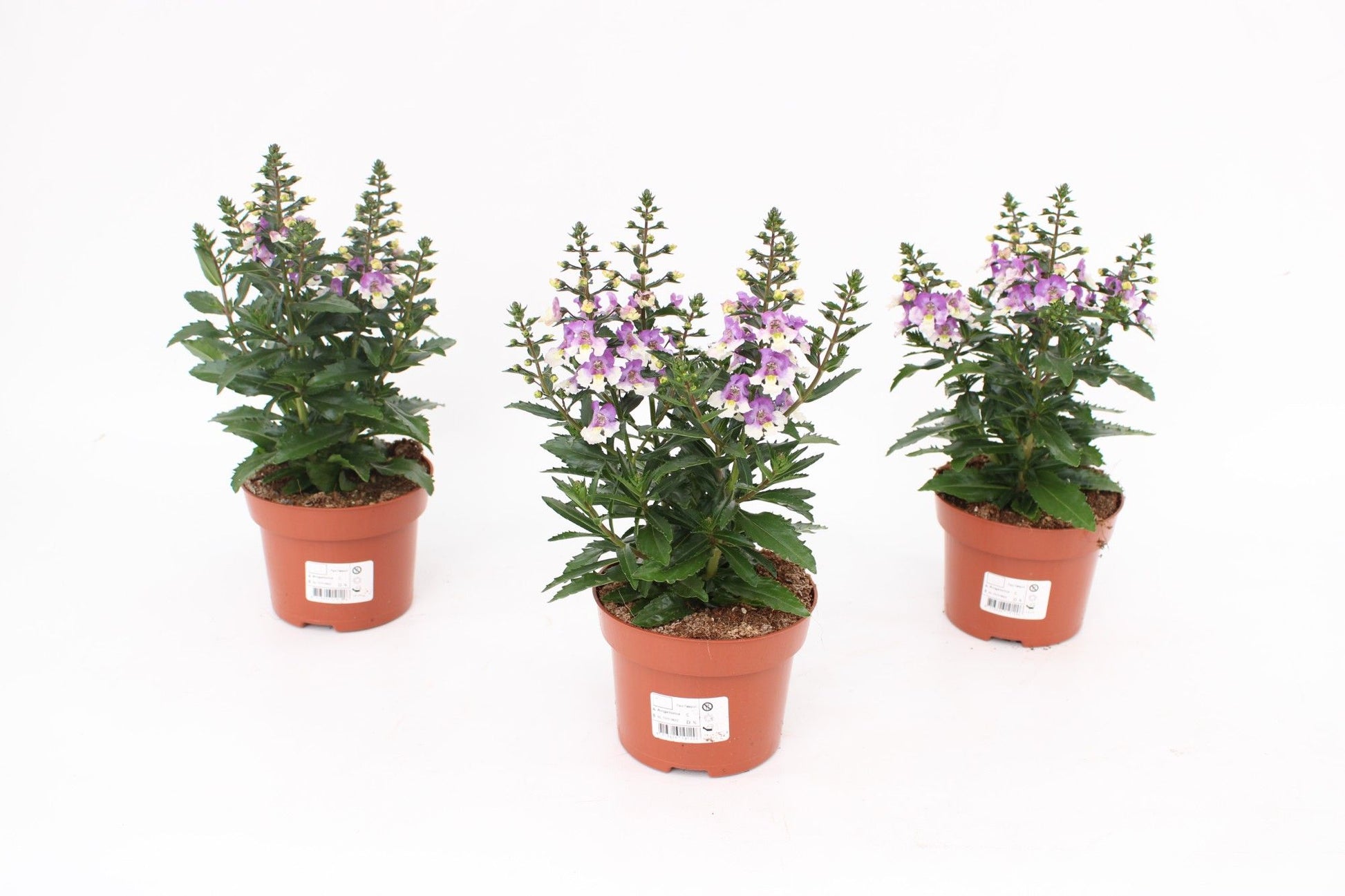 Angelonia Angelmist Lav. Bicolor 25cm 13cm Pot