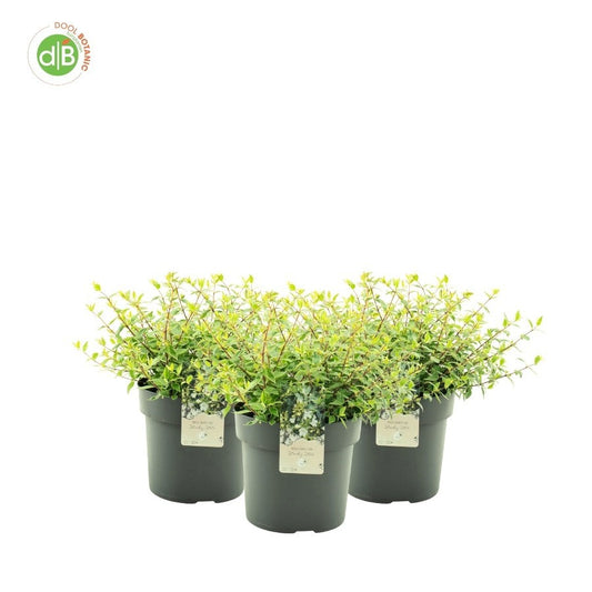 Abelia grandiflora 50cm 26cm Pot