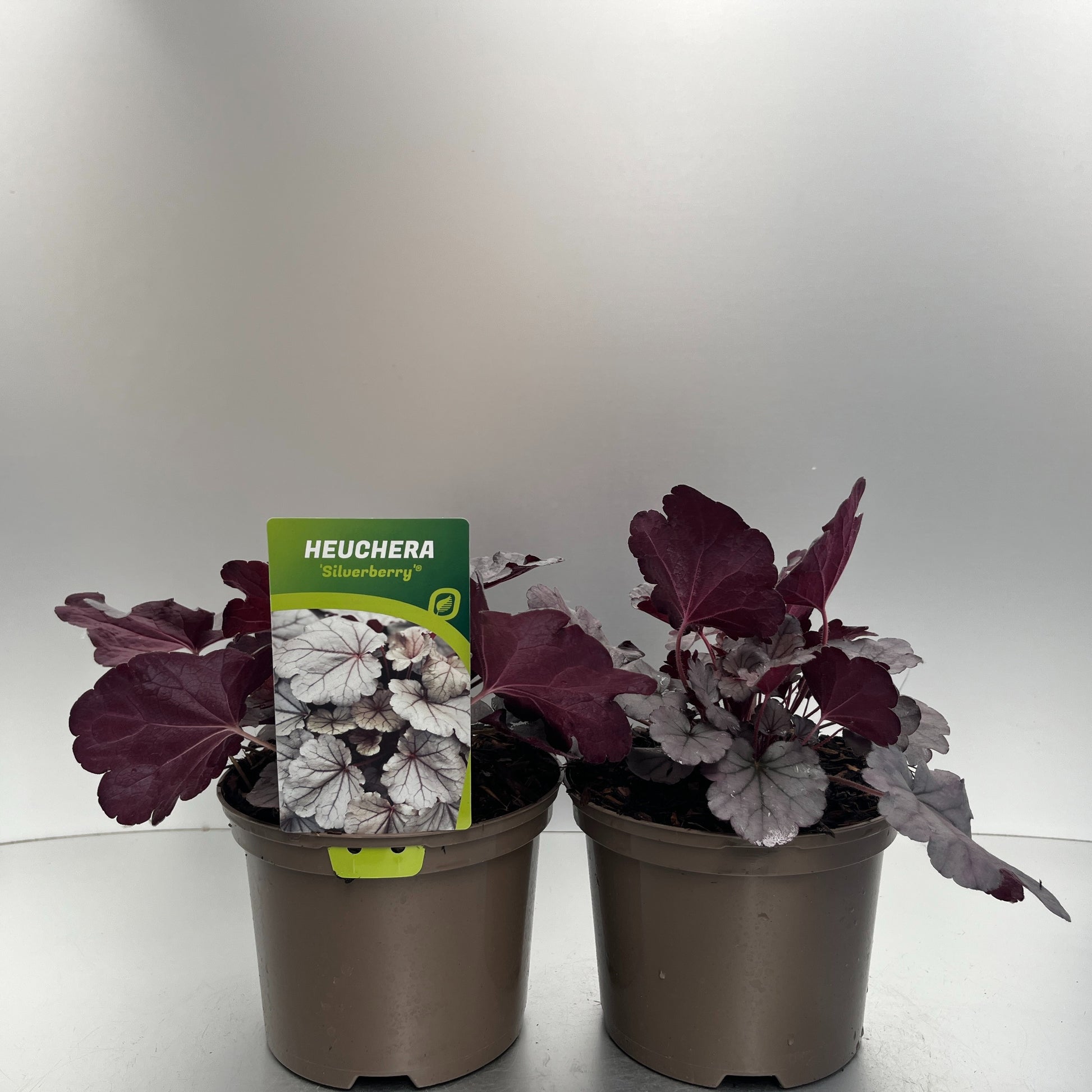Heuchera Silverberry 30cm 17cm Pot